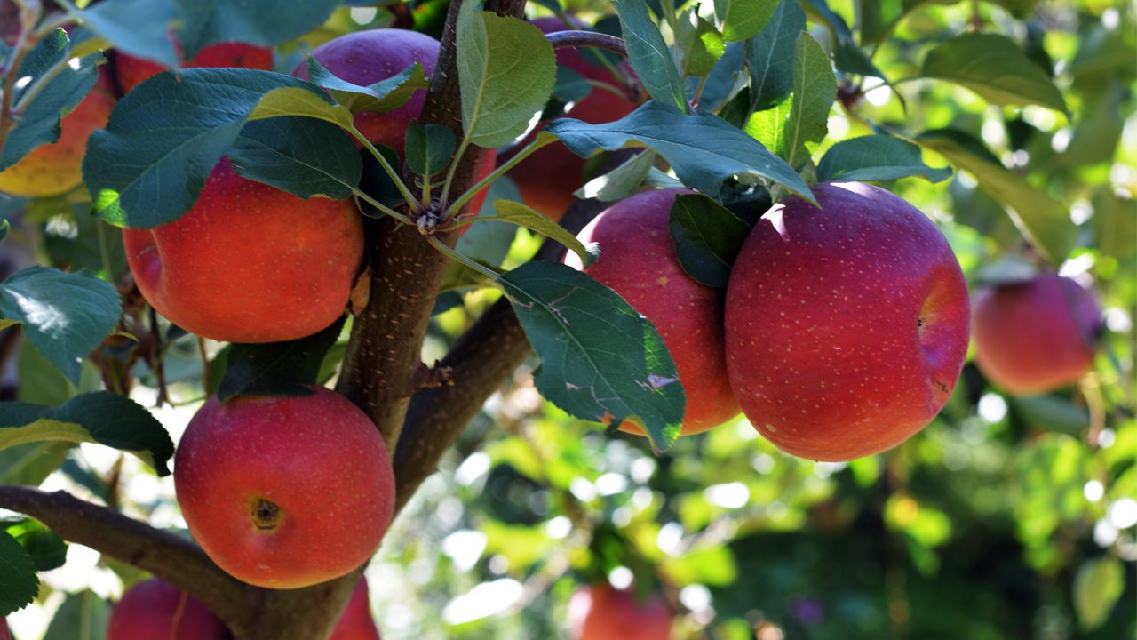 Local Bagged Gala Apples