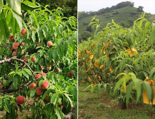 The differences between fruit bagging cultivation and bagless cultivation