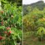 The differences between fruit bagging cultivation and bagless cultivation