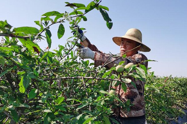 Scientific Fruit Management