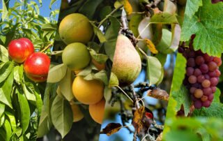 September 2024: Fruit Industry Trends and Highlights - Mid