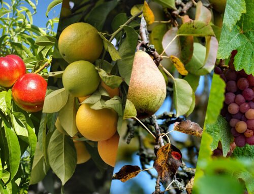 September 2024: Fruit Industry Trends and Highlights – Mid