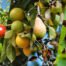 September 2024: Fruit Industry Trends and Highlights - Mid