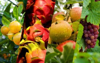 October 2024: Fruit Industry Trends and Highlights - Late