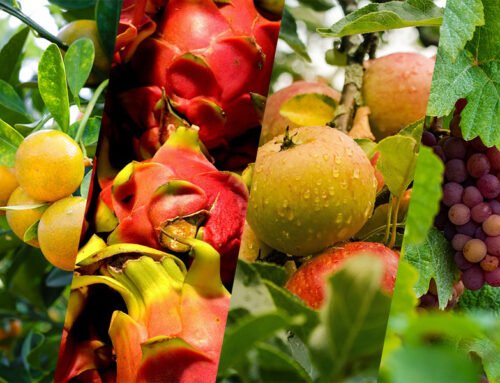 October 2024: Fruit Industry Trends and Highlights – Late