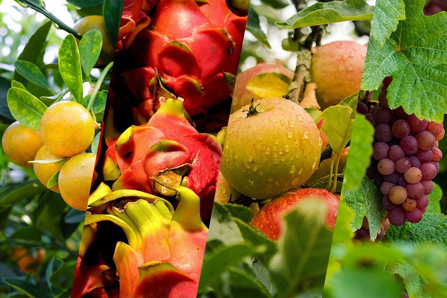 October 2024: Fruit Industry Trends and Highlights - Late