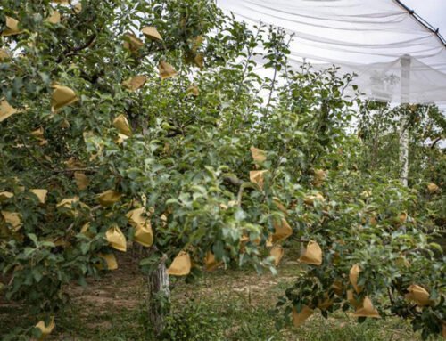 Navigating the Pros and Cons of Fruit Bags in Agriculture