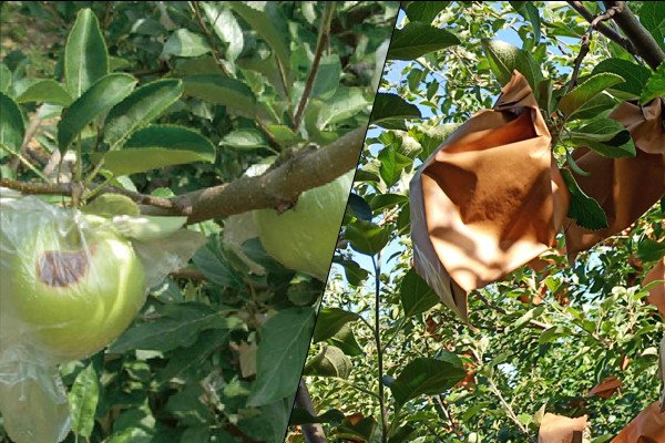 paper vs plastic fruit bags