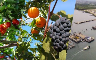 November 2024 Fruit Industry Trends and Highlights – Mid