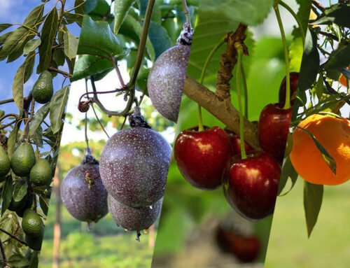 December 2024 Fruit Industry Trends and Highlights – Late