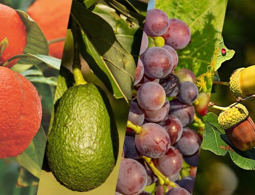 December 2024 Fruit Industry Trends and Highlights – Mid