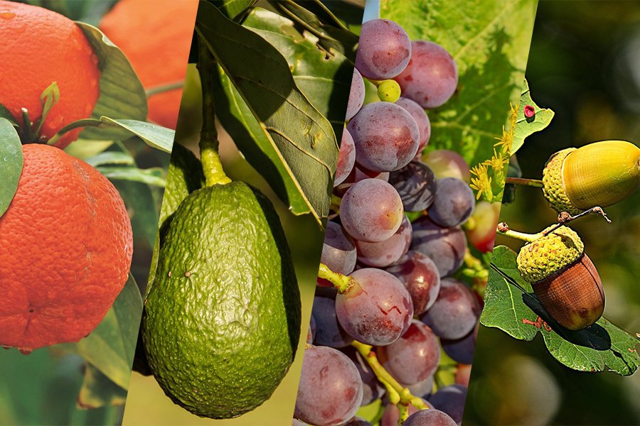 December 2024 Fruit Industry Trends and Highlights – Mid