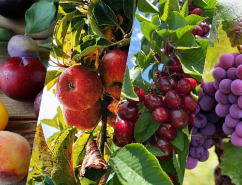 November 2024 Fruit Industry Trends and Highlights – Late