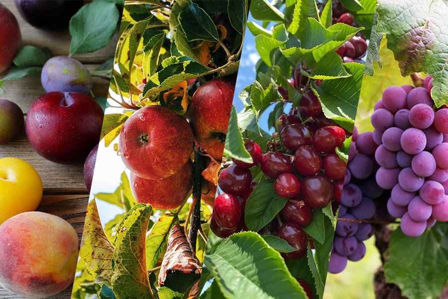 November 2024 Fruit Industry Trends and Highlights - Late