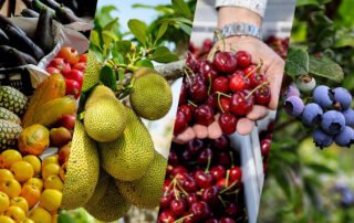 January 2025 Fruit Industry Trends and Highlights - Mid