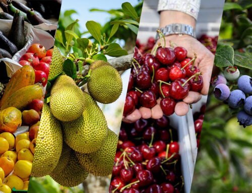 January 2025: Fruit Industry Trends and Highlights – Mid